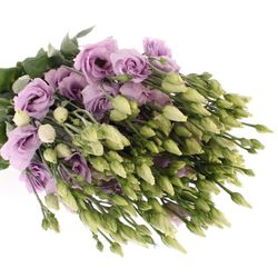 Lisianthus lavendel Rosita 5+Blüte 70cm