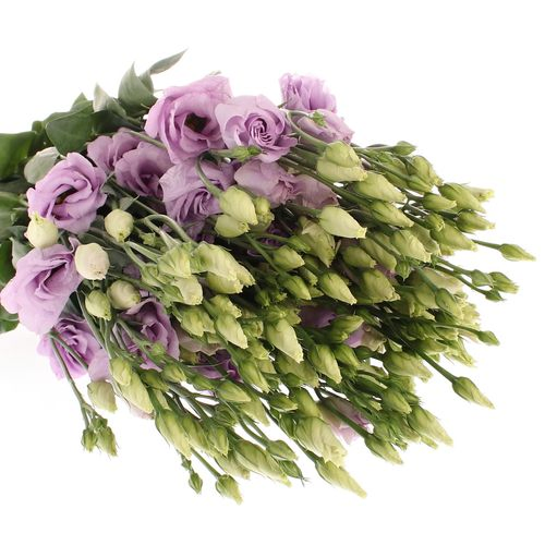 Lisianthus lavendel Rosita 5+Blüte 70cm