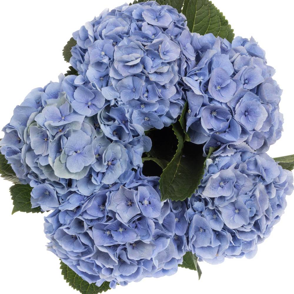 Hortensie blau Royal Pride Bol 18cm 60cm