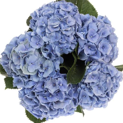 Hortensie blau Royal Pride Bol 18cm 60cm