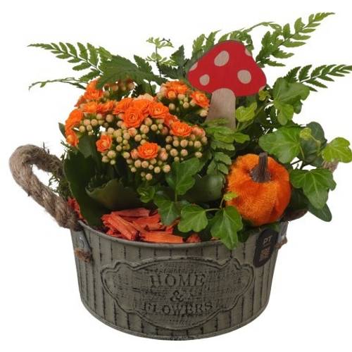 Kal.Arr PTHI3407 Herbst T16 H019