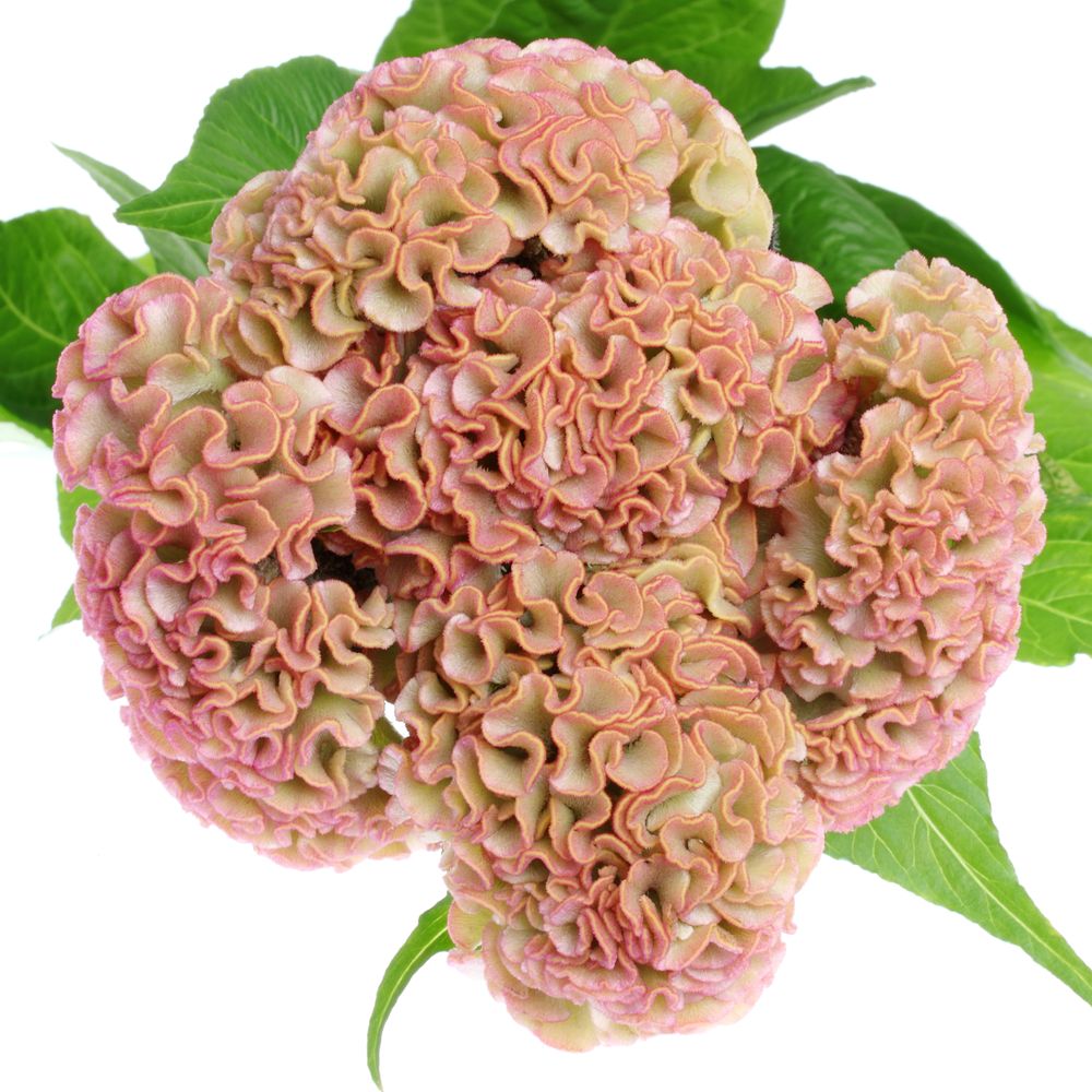 Hahnenkamm rosa Reprise 72cm