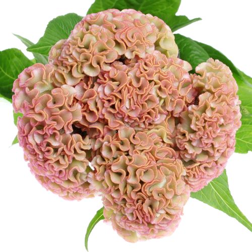 Hahnenkamm rosa Reprise 72cm