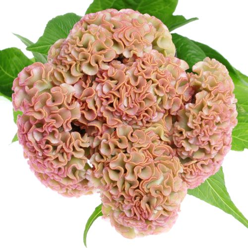 Hahnenkamm rosa Reprise 72cm