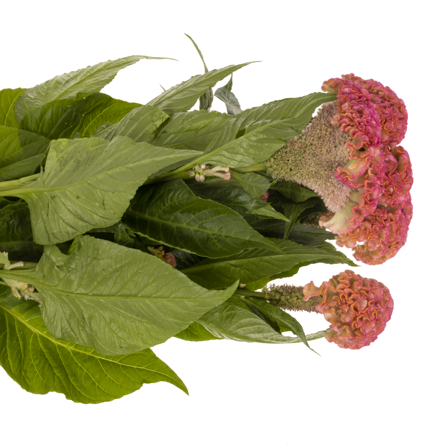 Hahnenkamm rosa Reprise 72cm