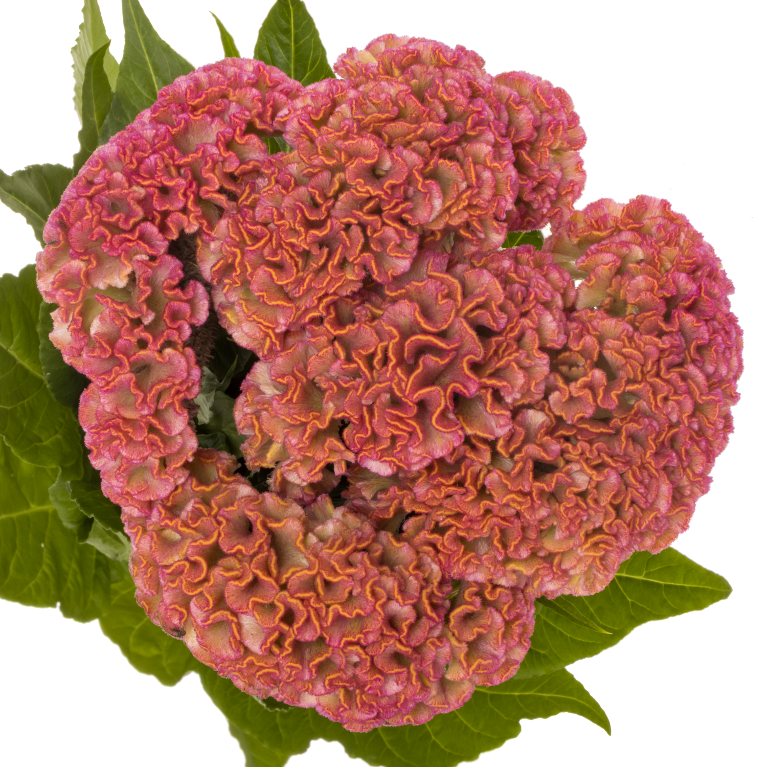 Hahnenkamm rosa Reprise 72cm