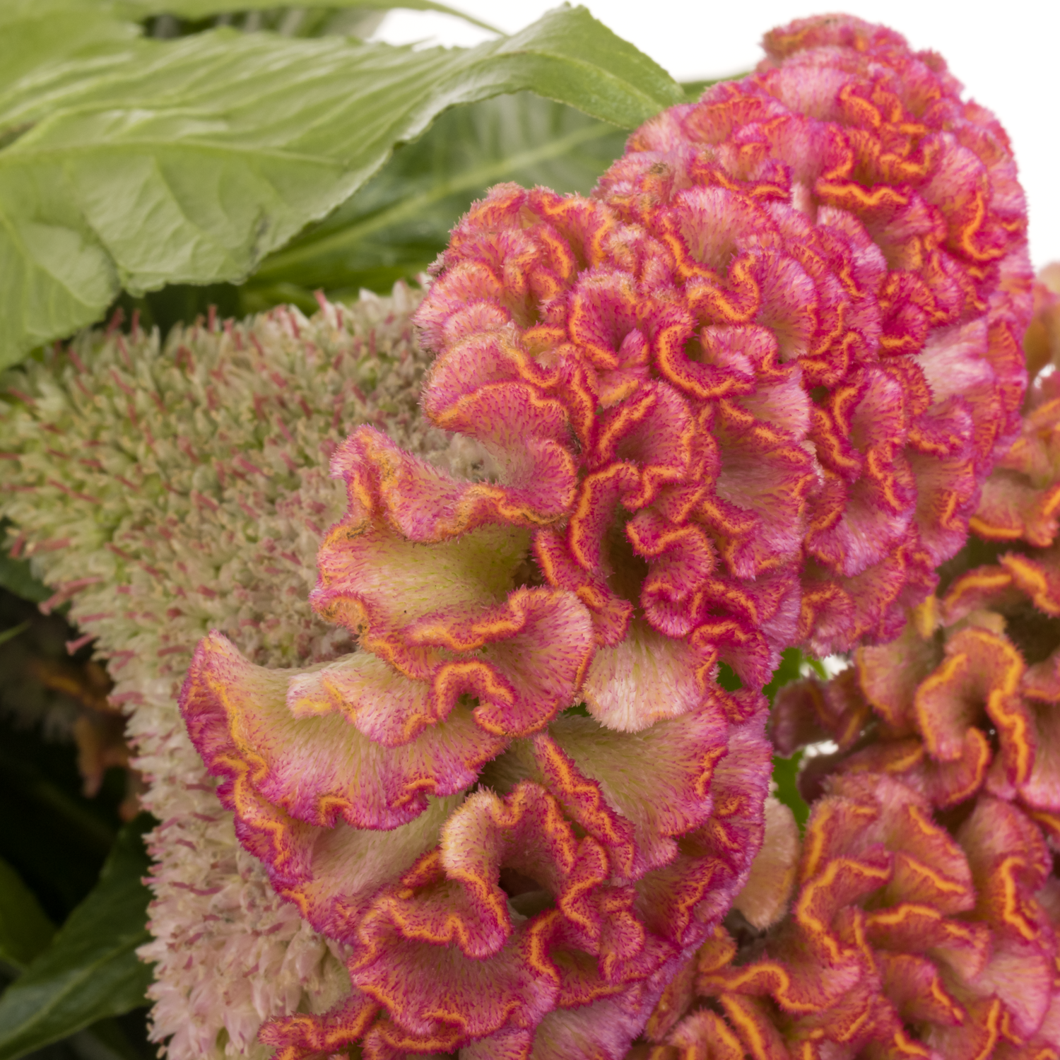 Hahnenkamm rosa Reprise 72cm