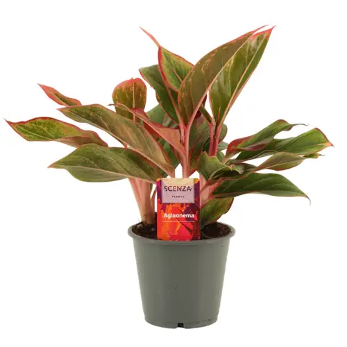 Aglaonema Crete T12 H35
