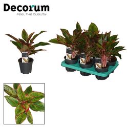 Aglaonema Crete T12 H35