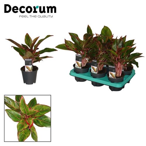 Aglaonema Crete T12 H35