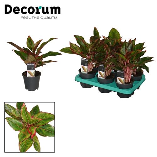 Aglaonema Crete T12 H35