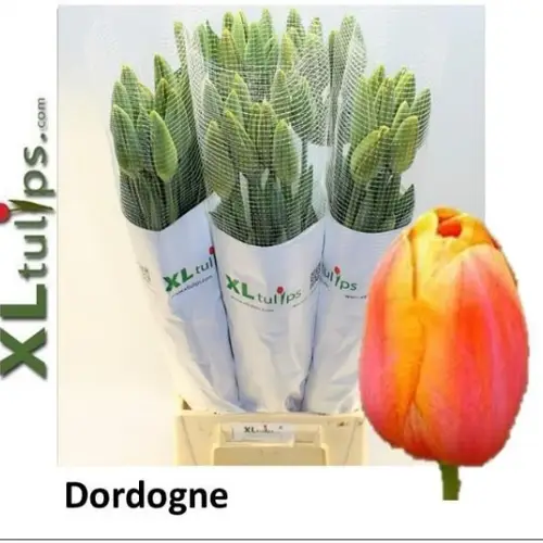 Franz.orange/gelb Dordogne 54 Gramm 60cm