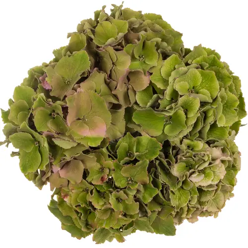 Hortensie grün/rosa Palace cl Bol18cm 40cm