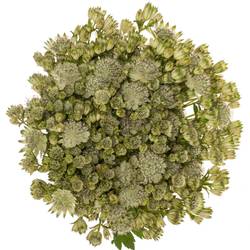 Astrantia crem/weiss Shaggy 50cm