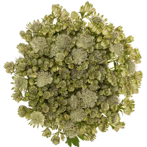 Astrantia crem/weiss Shaggy 50cm