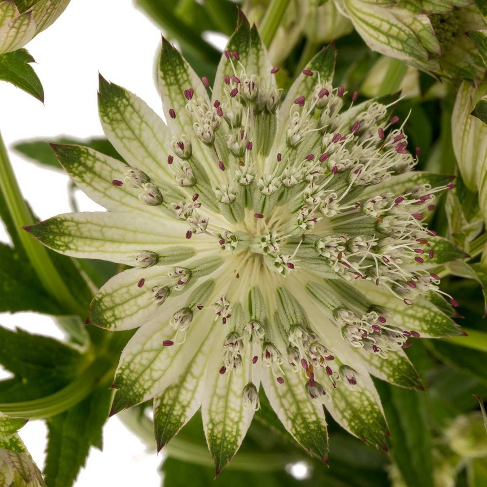 Astrantia crem/weiss Shaggy 50cm