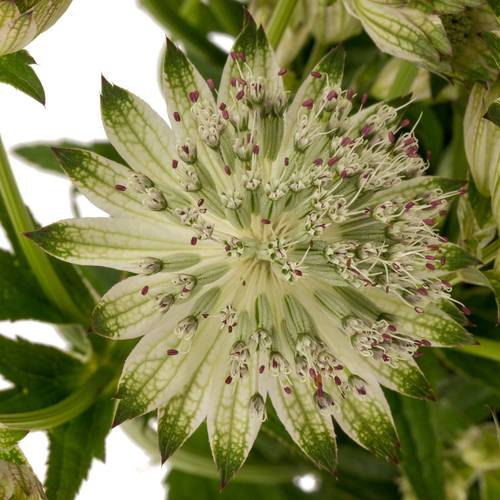 Astrantia crem/weiss Shaggy 50cm