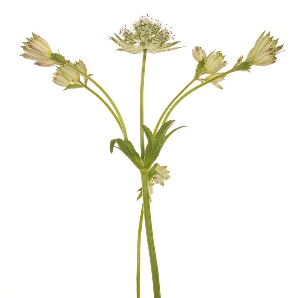 Astrantia crem/weiss Shaggy 50cm