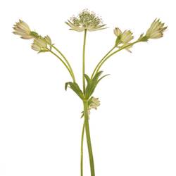 Astrantia crem/weiss Shaggy 50cm