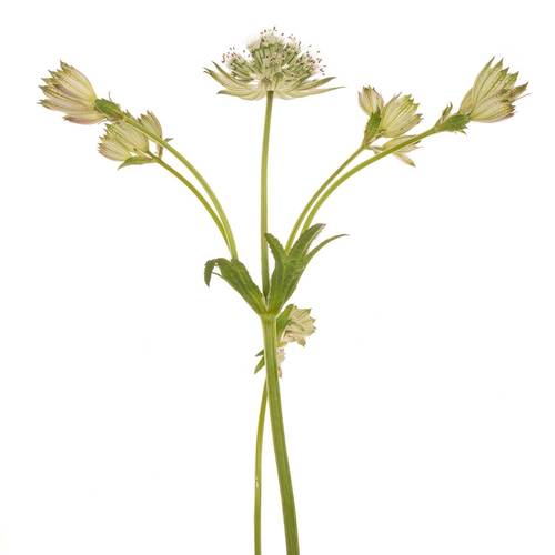 Astrantia crem/weiss Shaggy 50cm
