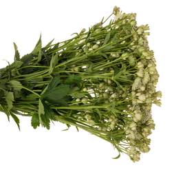 Astrantia crem/weiss Shaggy 50cm