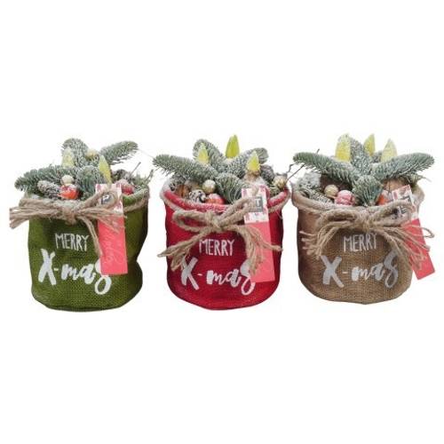 Hyac.Arr PTHCH6728 mix weisse Bl. Weihnachten T15 H021