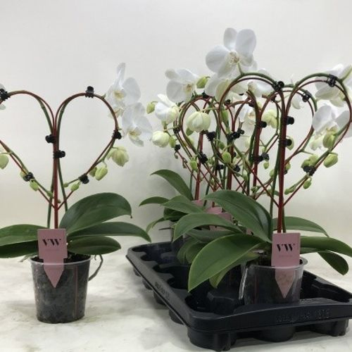 Phal.Herz Foam weiss T12 H045