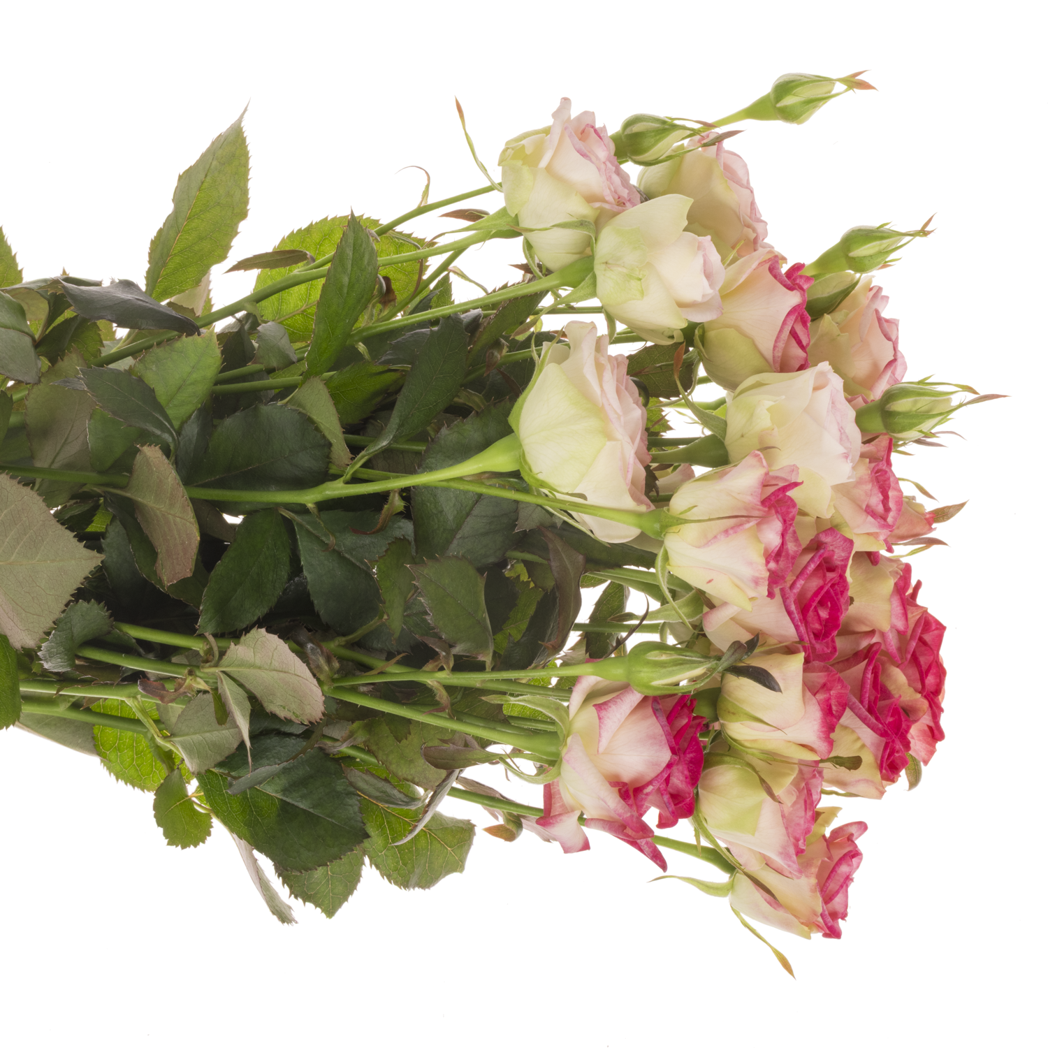 Rose verzweigt fuchsia Bonbon 5+Blüte 70cm