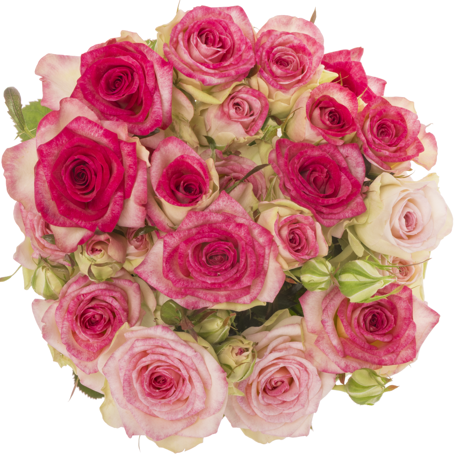 Rose verzweigt fuchsia Bonbon 5+Blüte 70cm