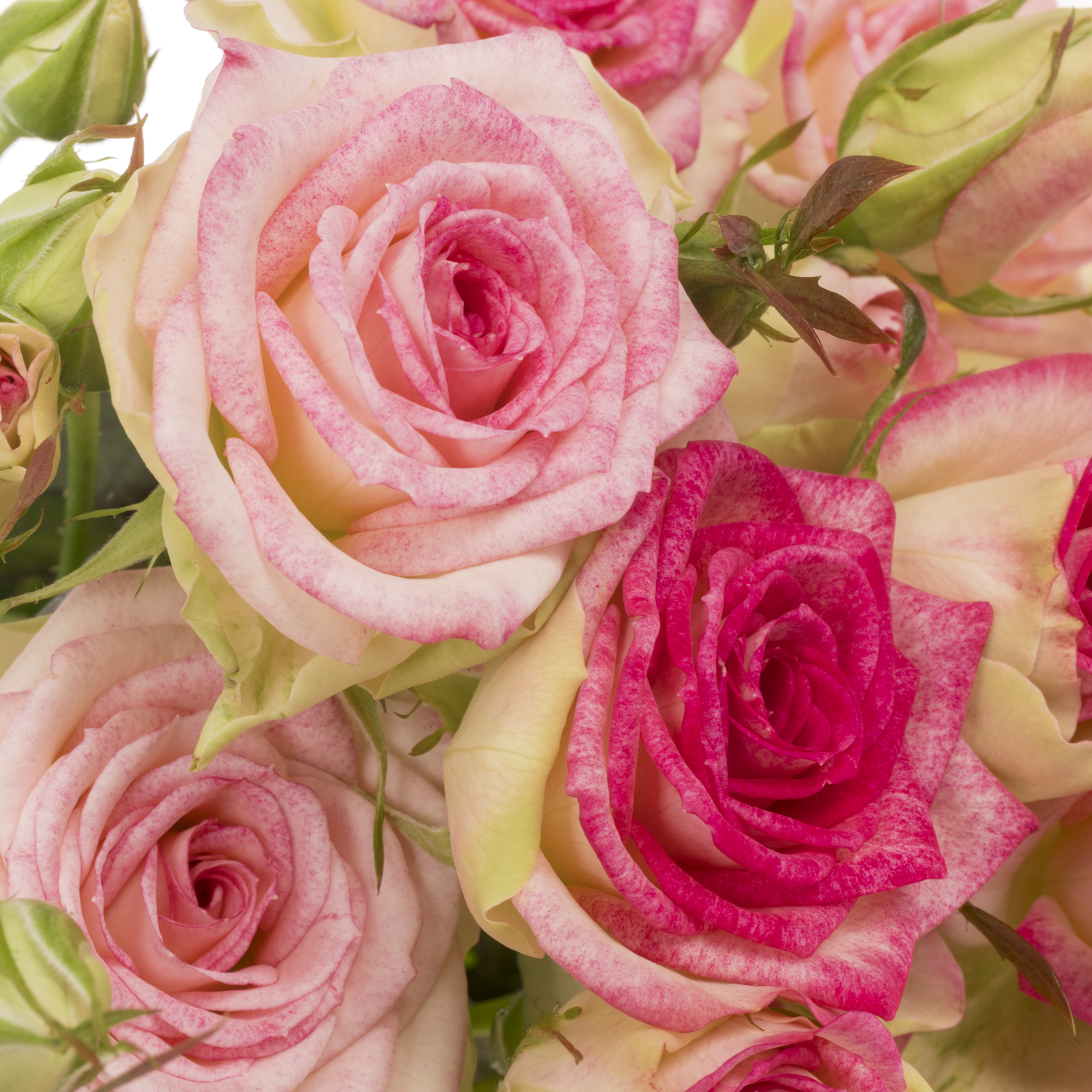 Rose verzweigt fuchsia Bonbon 5+Blüte 70cm