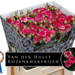 Rose verzweigt fuchsia Bonbon 5+Blüte 70cm