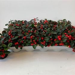 Gaulth.rot T10 H15 Schnapchen Von Uhr