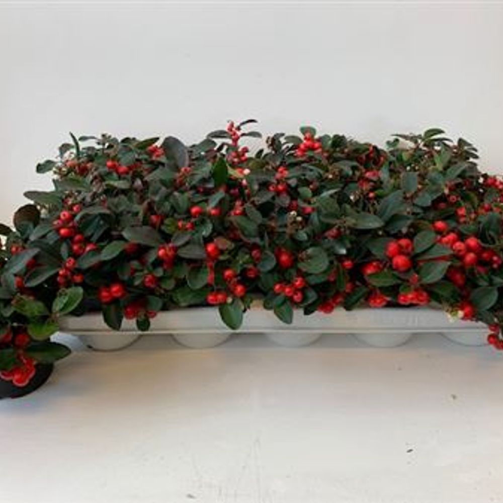 Gaulth.rot T10 H15 Schnapchen Von Uhr