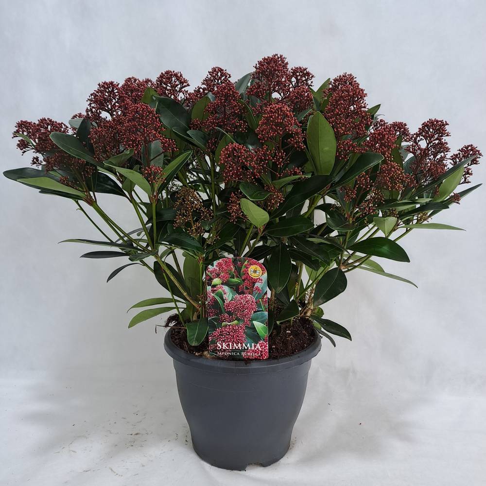 Skimmia rot Japonica Rubella 50+Blüte T26 H055
