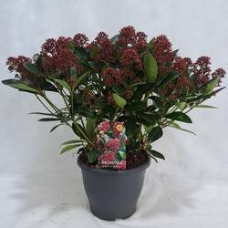 Skimmia rot Japonica Rubella 50+Blüte T26 H055