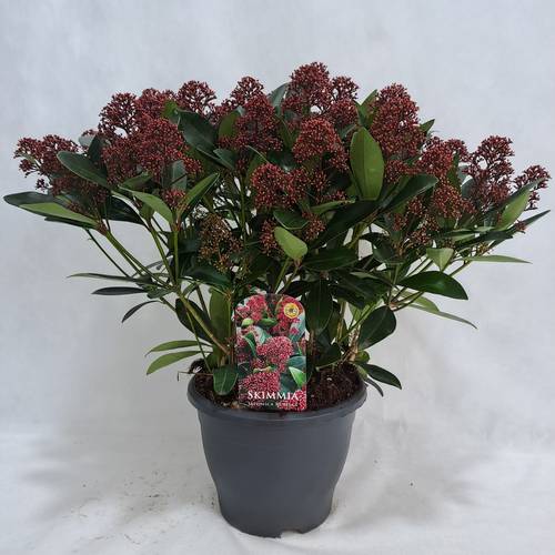 Skimmia rot Japonica Rubella 50+Blüte T26 H055