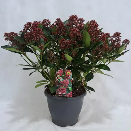 Skimmia rot Japonica Rubella 50+Blüte T26 H055