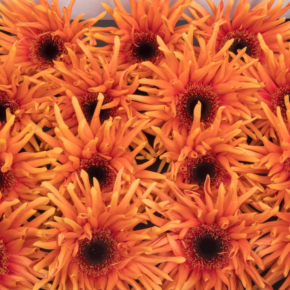 Gerbera orange Pasta Scott