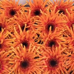Gerbera orange Pasta Scott