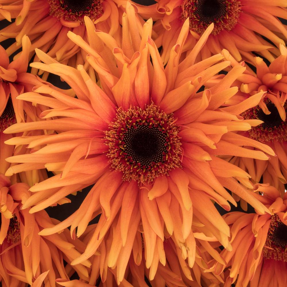 Gerbera orange Pasta Scott