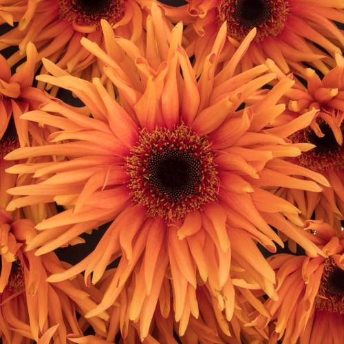 Gerbera orange Pasta Scott