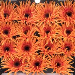 Gerbera orange Pasta Scott