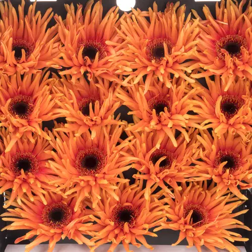 Gerbera orange Pasta Scott
