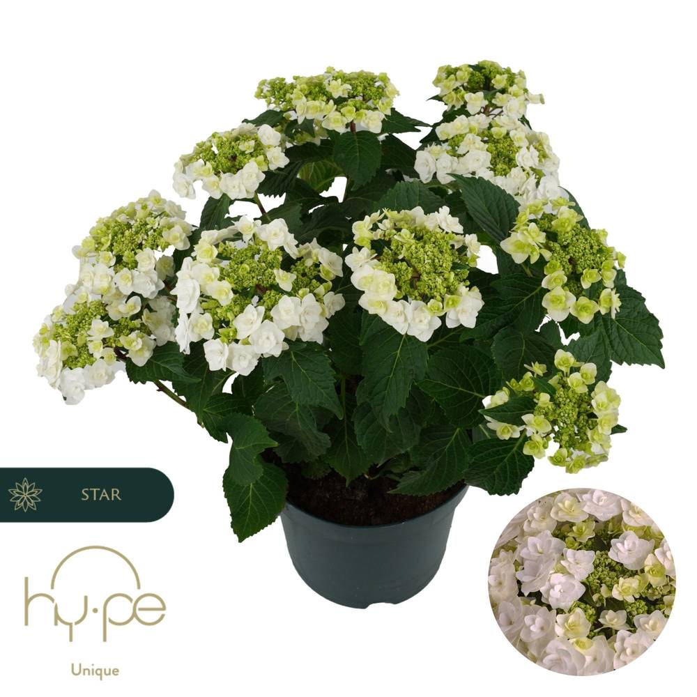 Hortensie weiss Wedding Gown 7+Blüte T23 H045