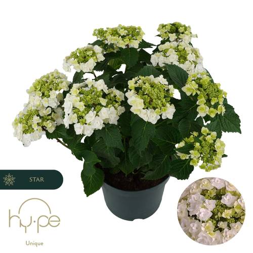 Hortensie weiss Wedding Gown 7+Blüte T23 H045