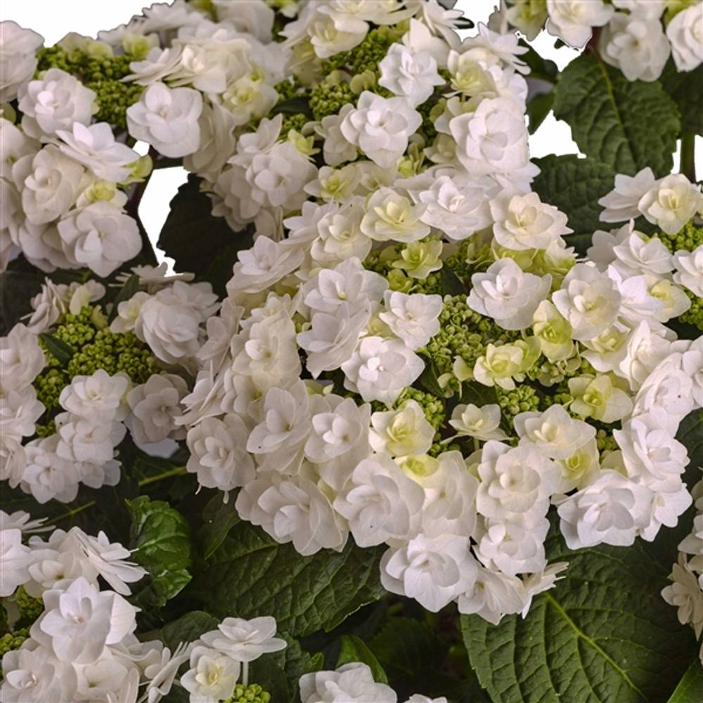 Hortensie Wedding Gow 7+ T23 H45