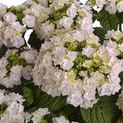 Hortensie Wedding Gow 7+ T23 H45