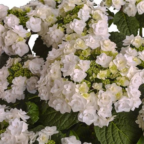 Hortensie Wedding Gow 7+ T23 H45