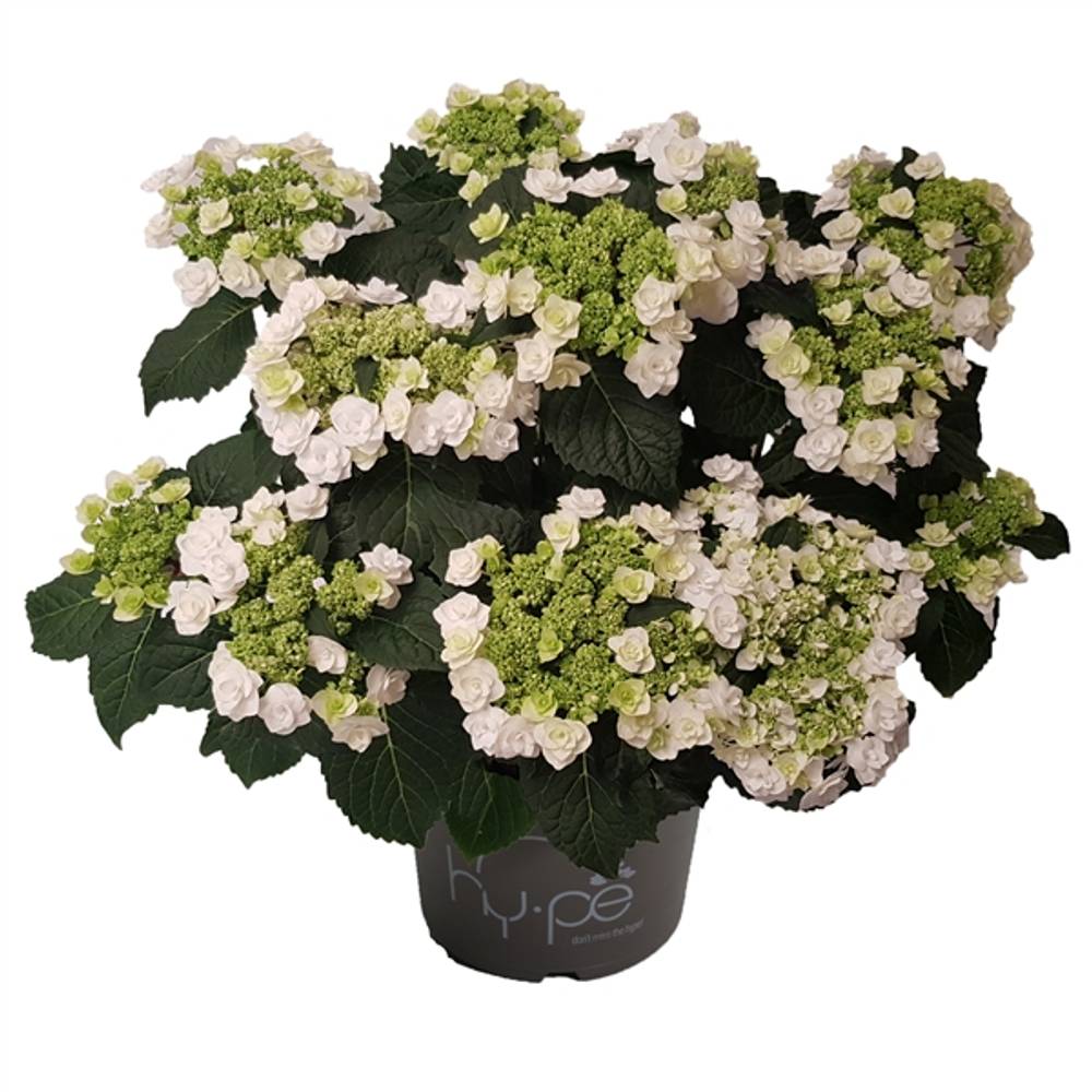 Hortensie Wedding Gow 7+ T23 H45