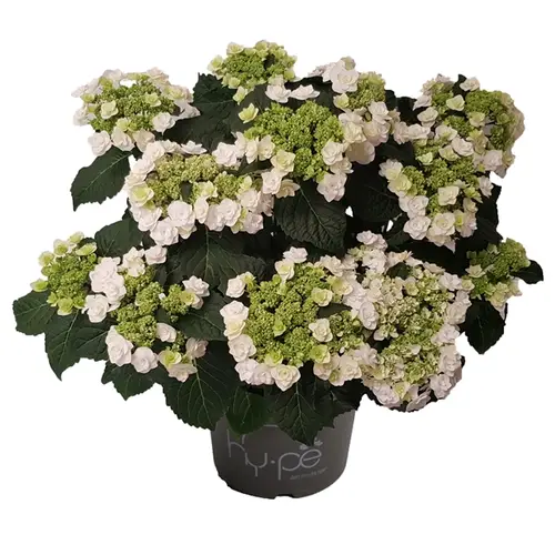 Hortensie Wedding Gow 7+ T23 H45